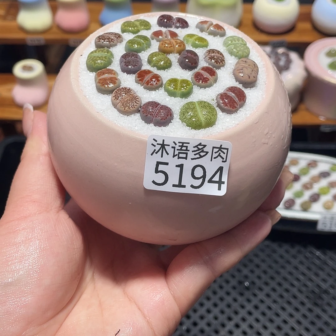 带盆土植物 一物一拍5194