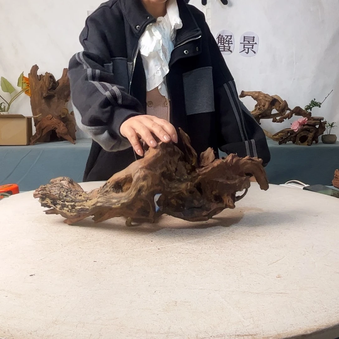 愿****！沉木造景爬宠造景