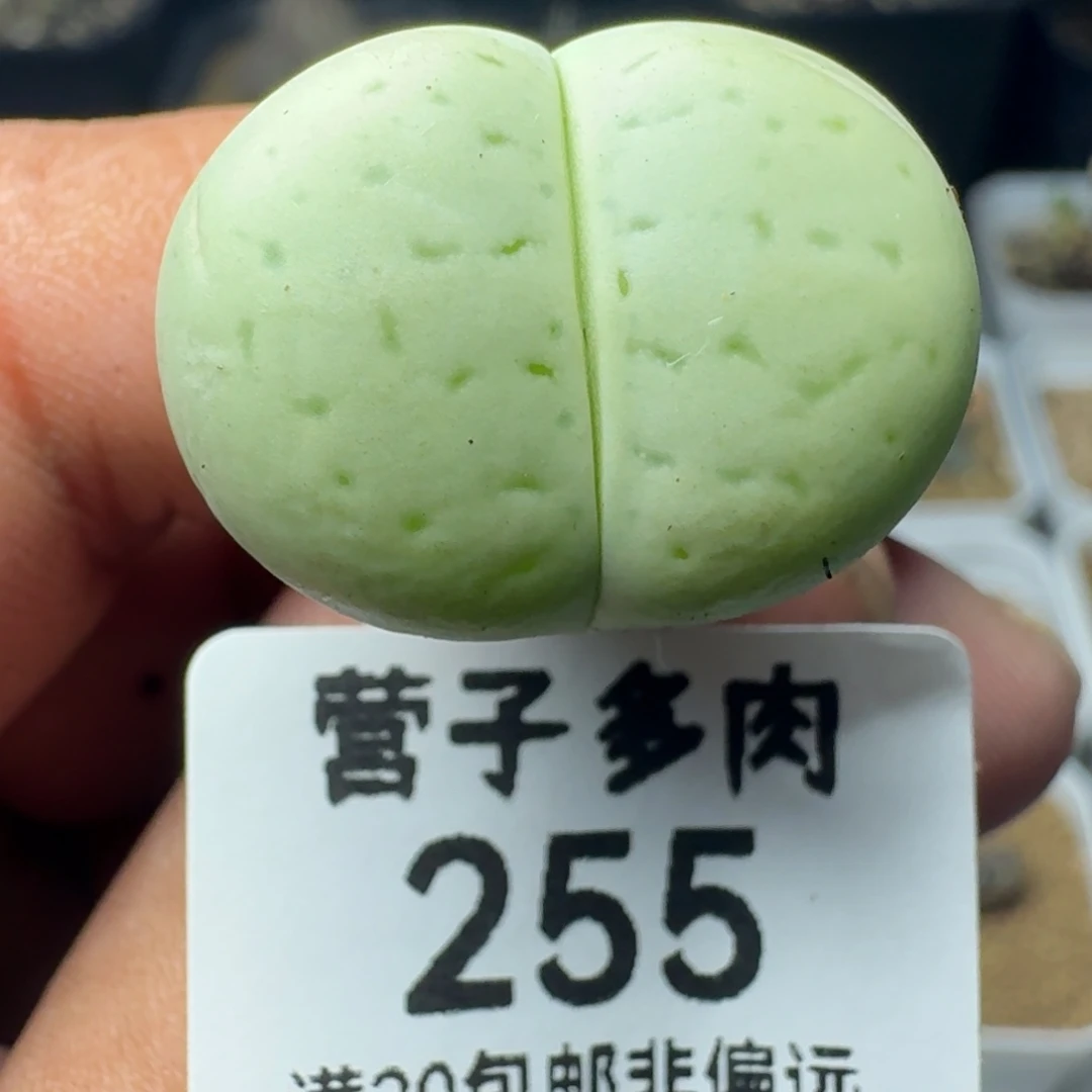 绿灵耀2.4。