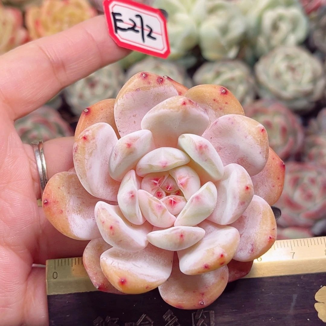 E272一物一拍 奶橙