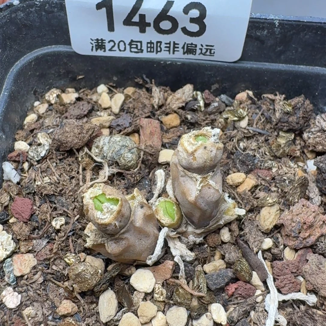 福利      土