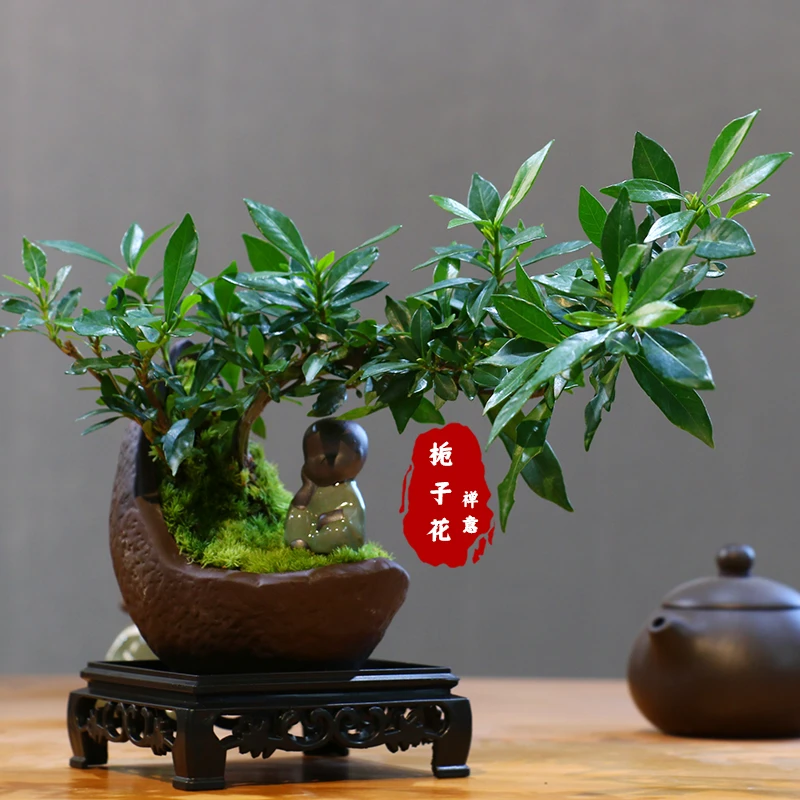 悬崖飘枝栀子花微盆景室内绿植花卉桌面盆景组合客厅摆件植物苗
