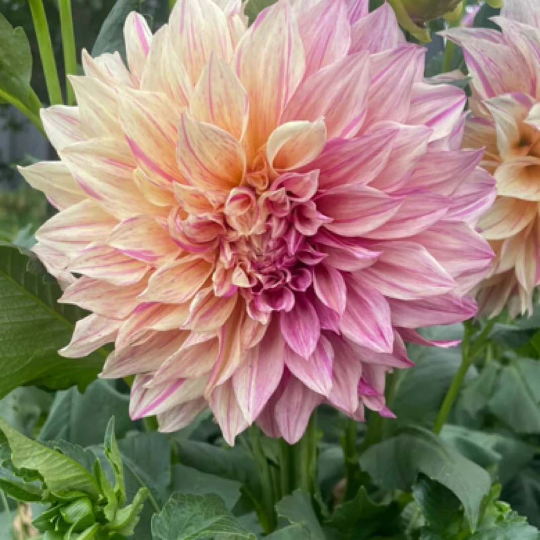 【条纹牛奶咖啡】进口多年生重瓣巨型大丽花种球盆栽地栽送肥料