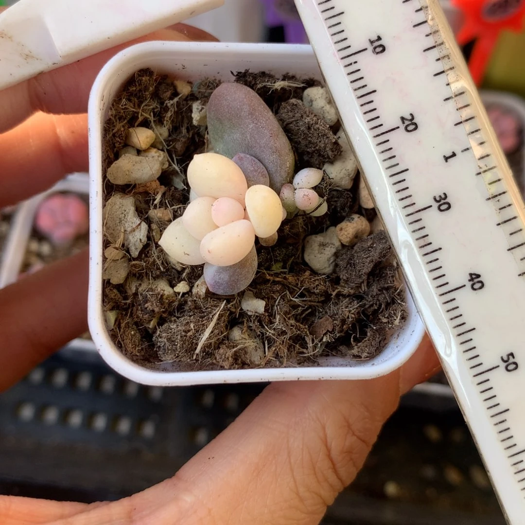 不售后全锦不售后 不凑满28元发一片叶 不售后 到付