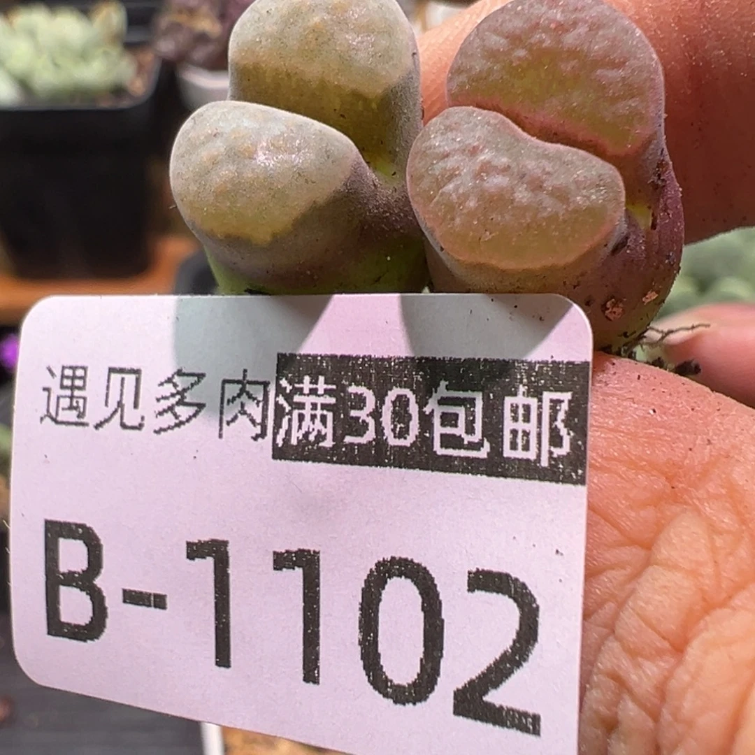 多肉植物1111111111111