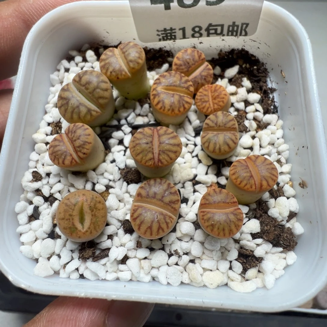 【闪购商品】 483。