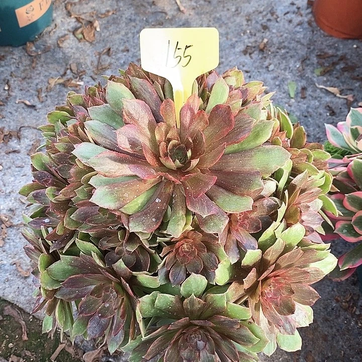 155 一颗红丝绒法师多肉
