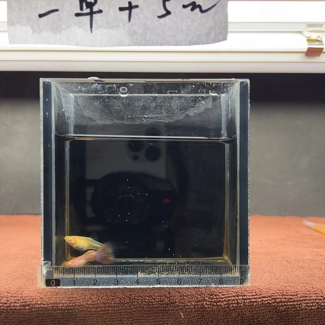 孔雀鱼金粉孔雀鱼一对