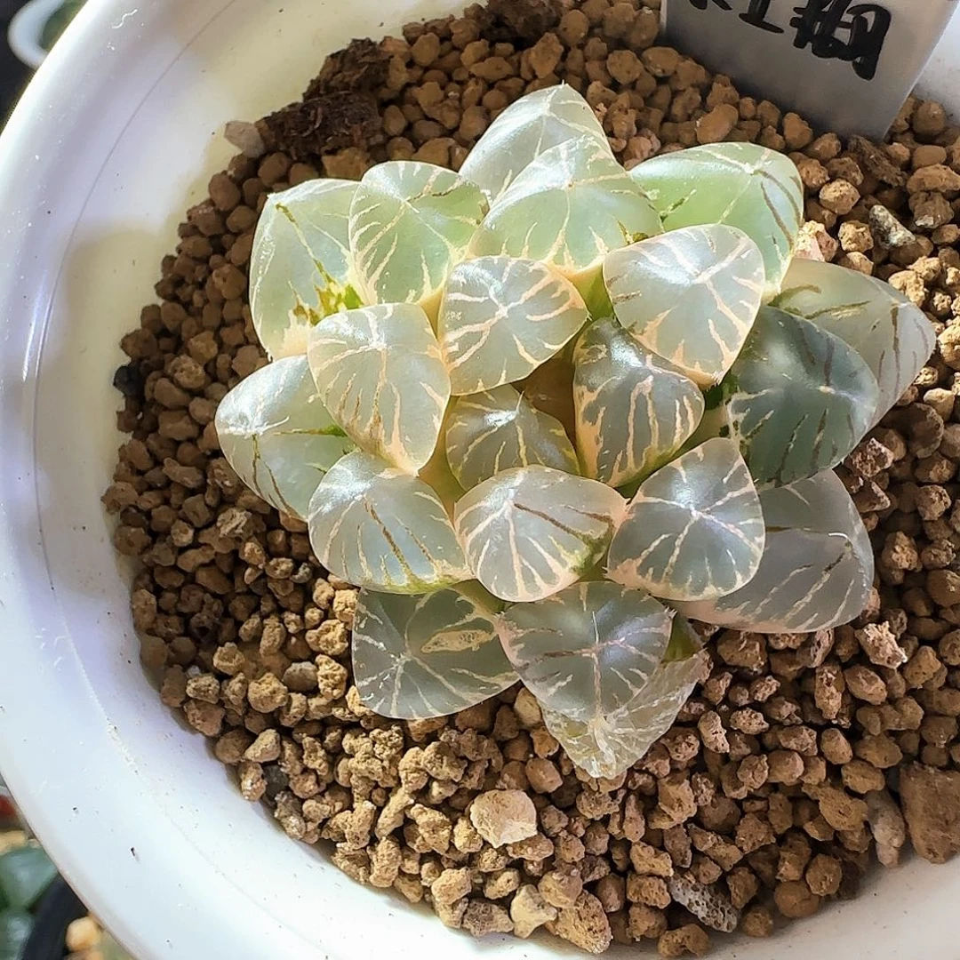 347紫王玉露锦 5 厘米左右一物一拍带盆