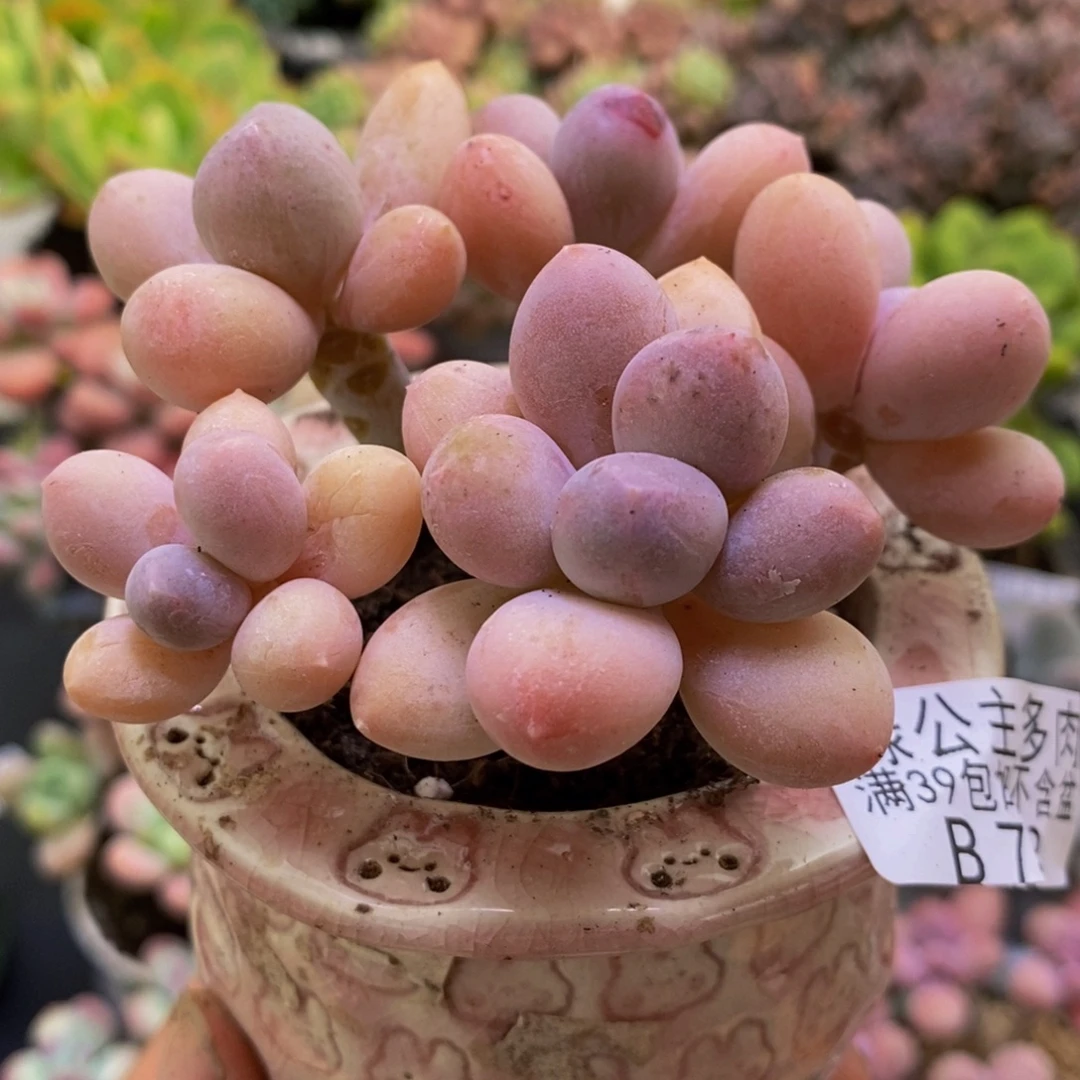 748香水手指8cm多肉