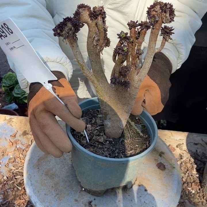小***皮918呵嘿大师黑法师