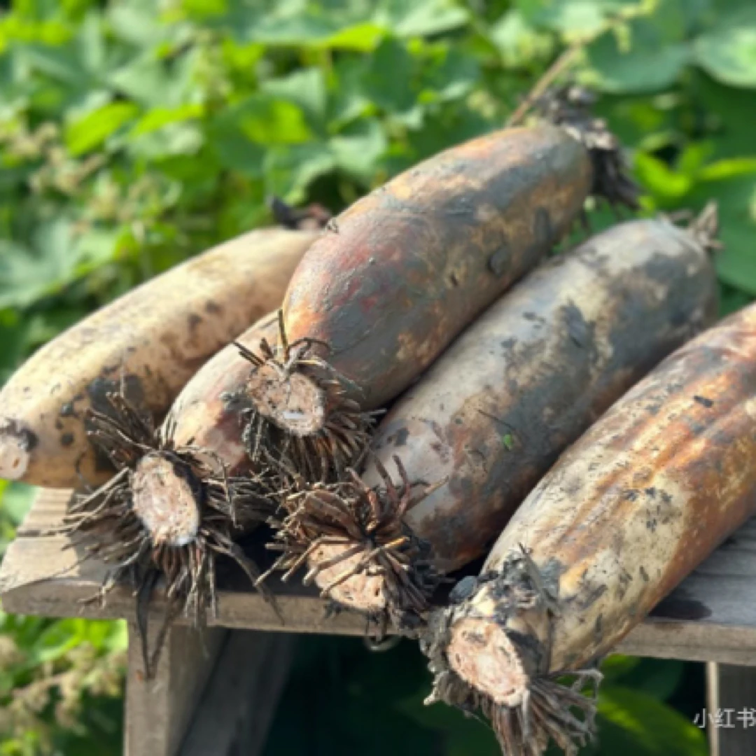 罗坊新鲜塘藕可炒可凉拌清爽脆甜