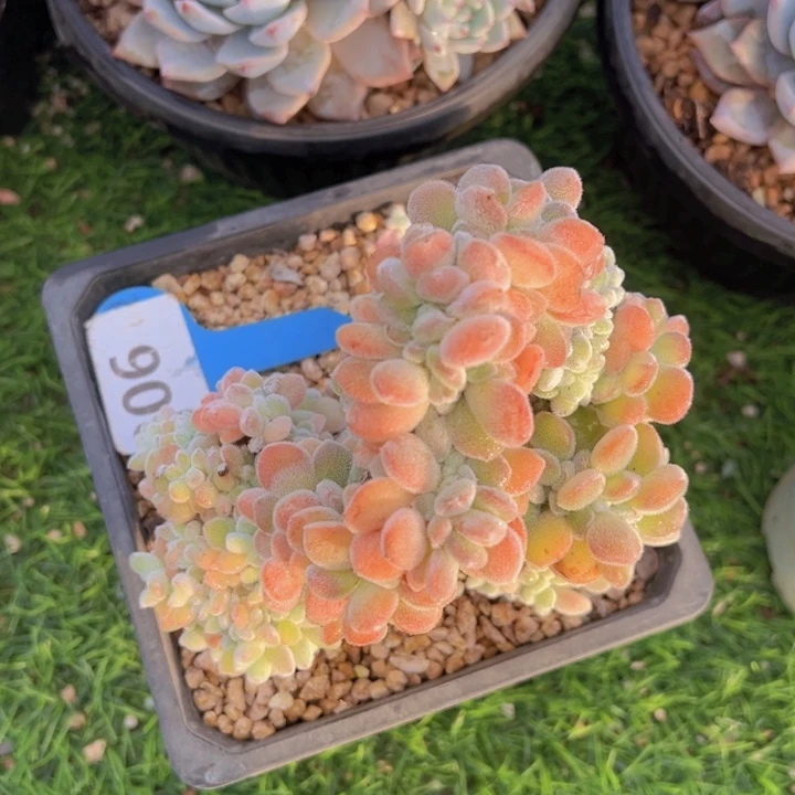 健健康康平平安安