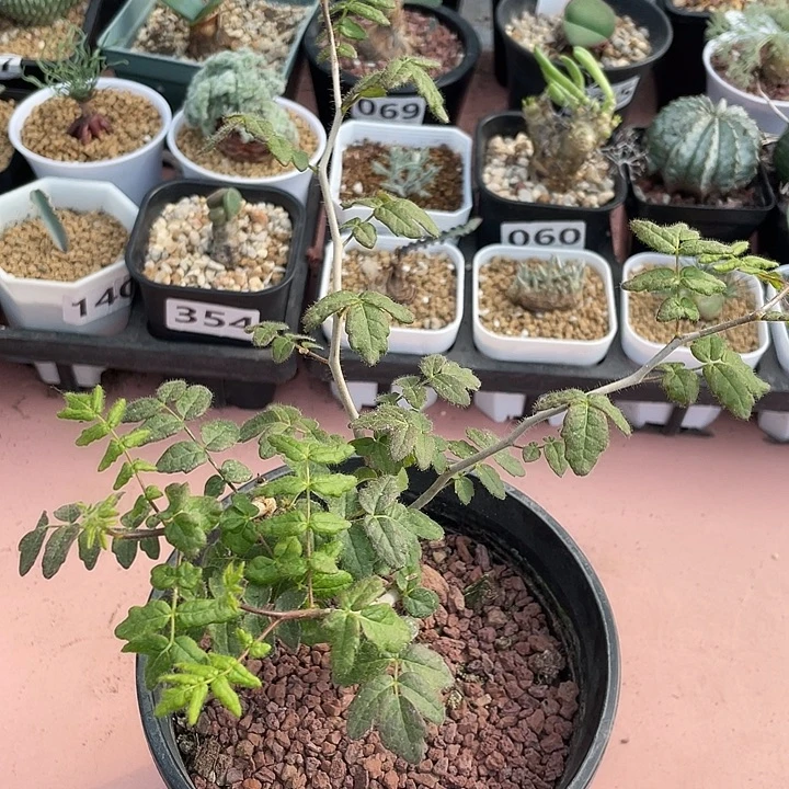 453滔天没药橄榄，