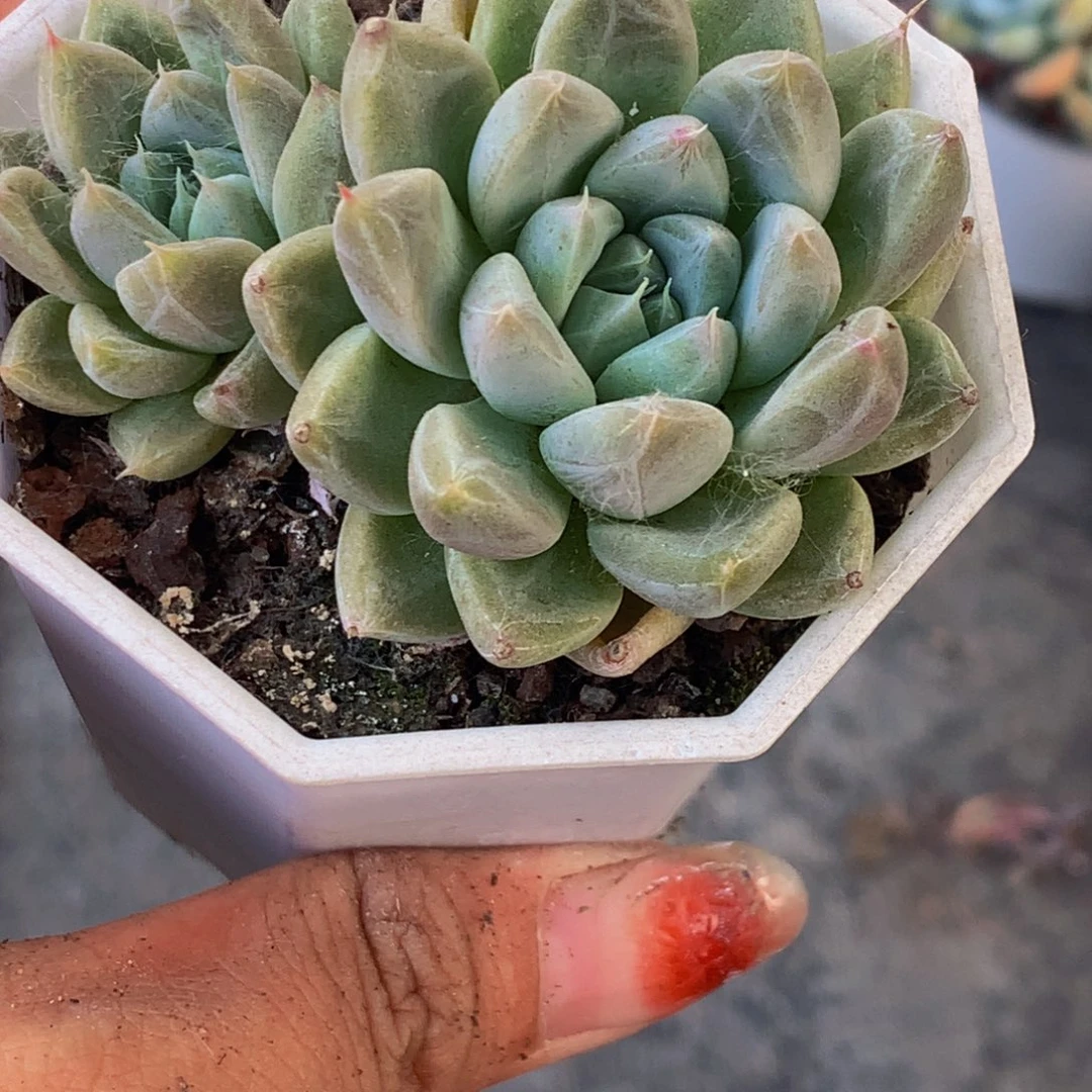 百达翡翠双头 （满9.99包邮不满9.99发叶子）