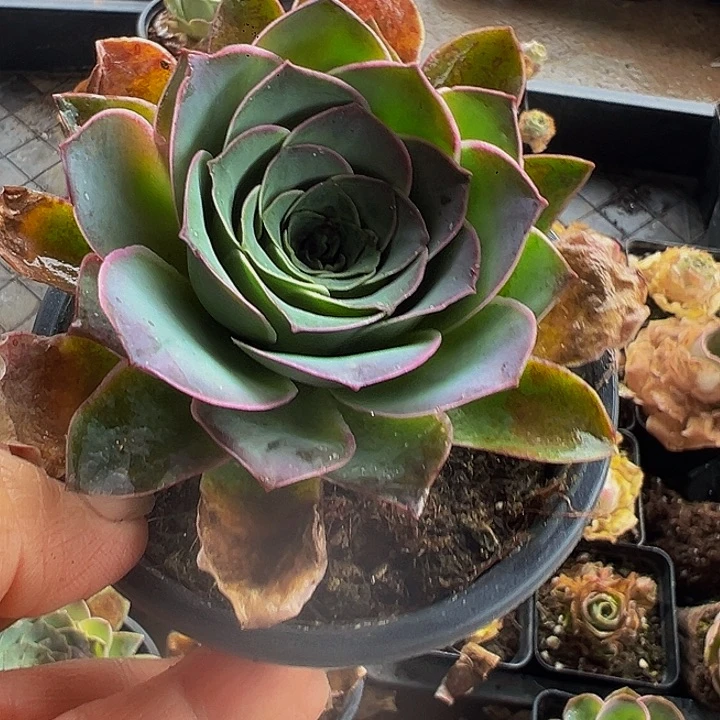 用****3精品系列山地玫瑰