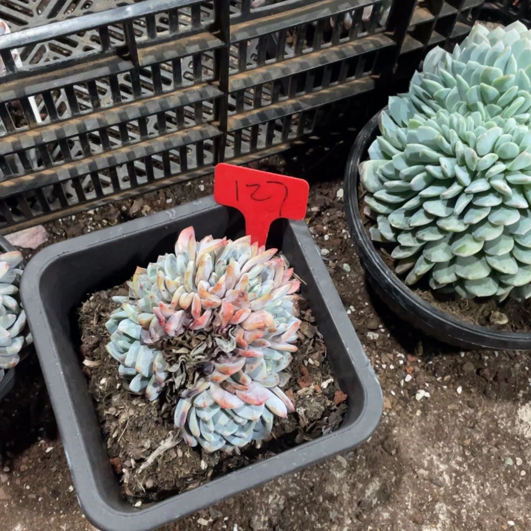 旻***子星影缀化多头群生127