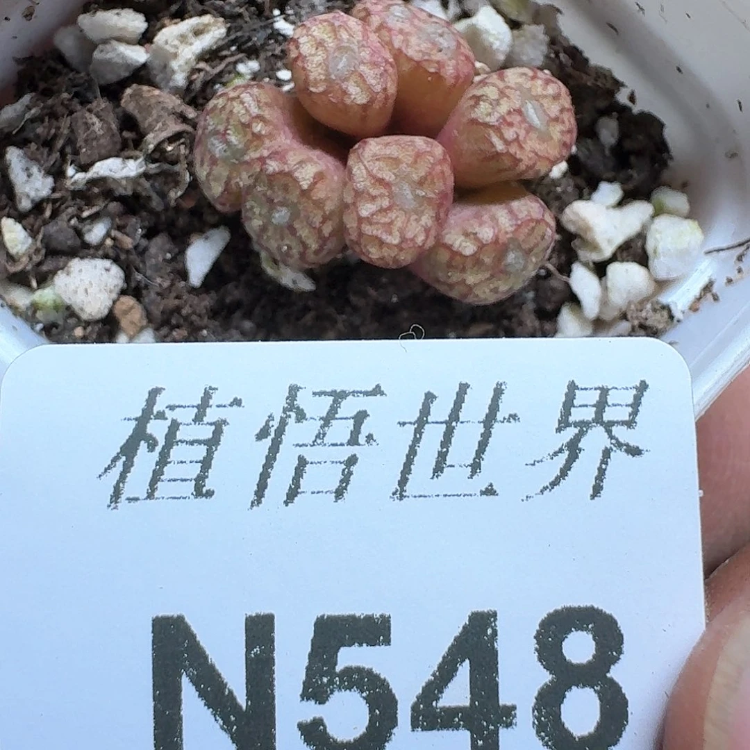 548号多肉植物哇f g
