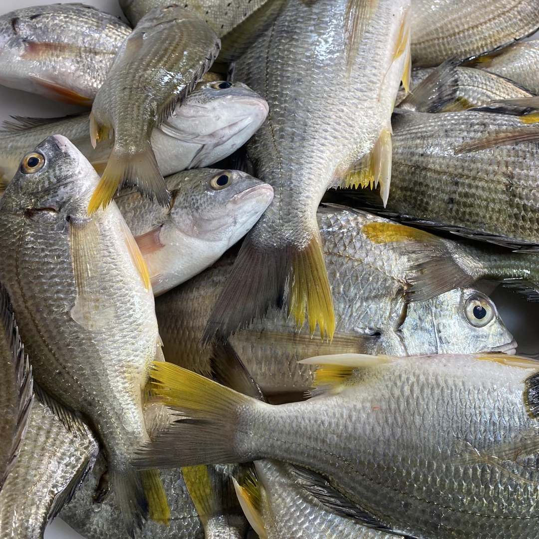 新鲜野生黄角立有大有小