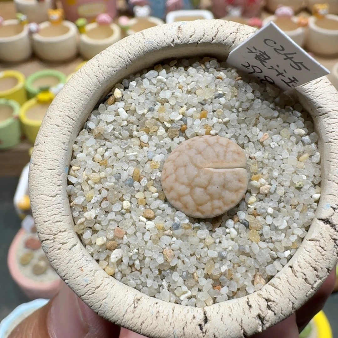 蘑菇1106浪汗玉多肉植物