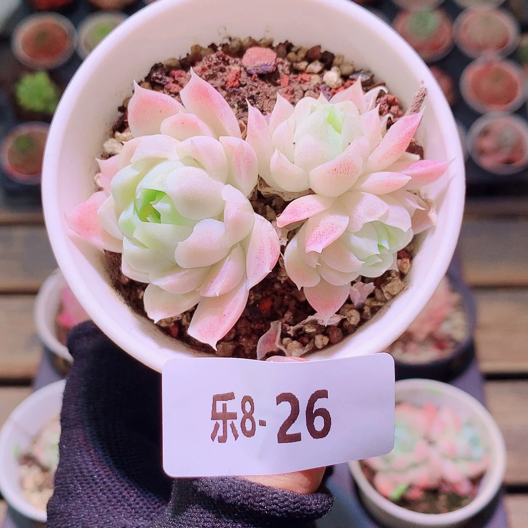 乐然8-26 白月影群