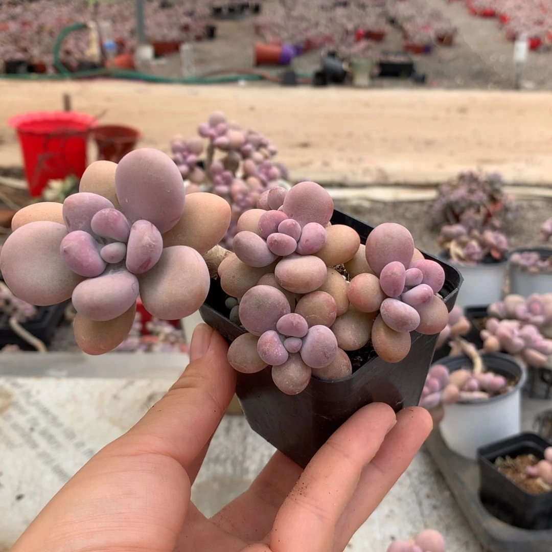 小***妆桃蛋老桩不带盆7号