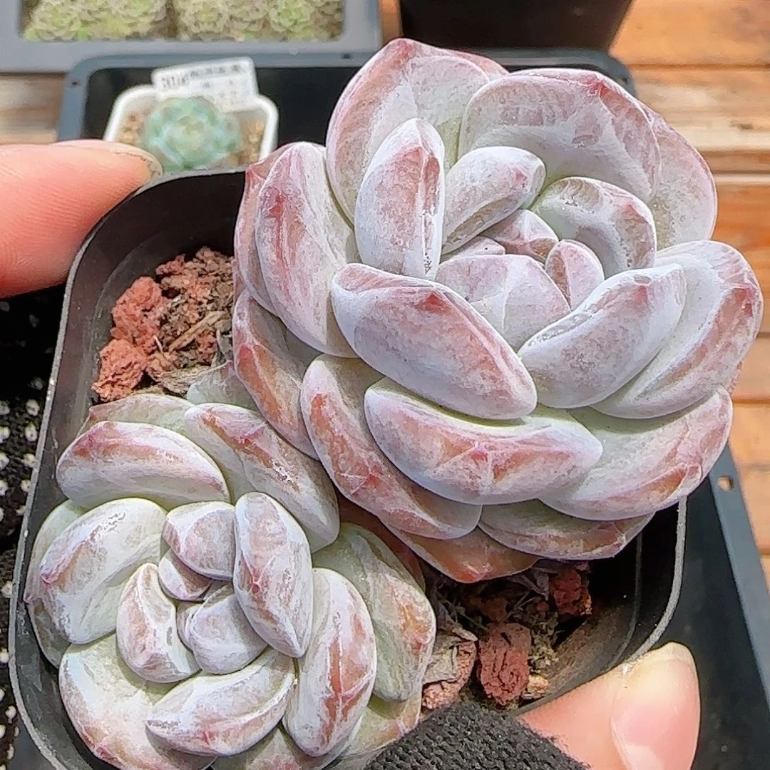 多肉0818-305石榴籽星影