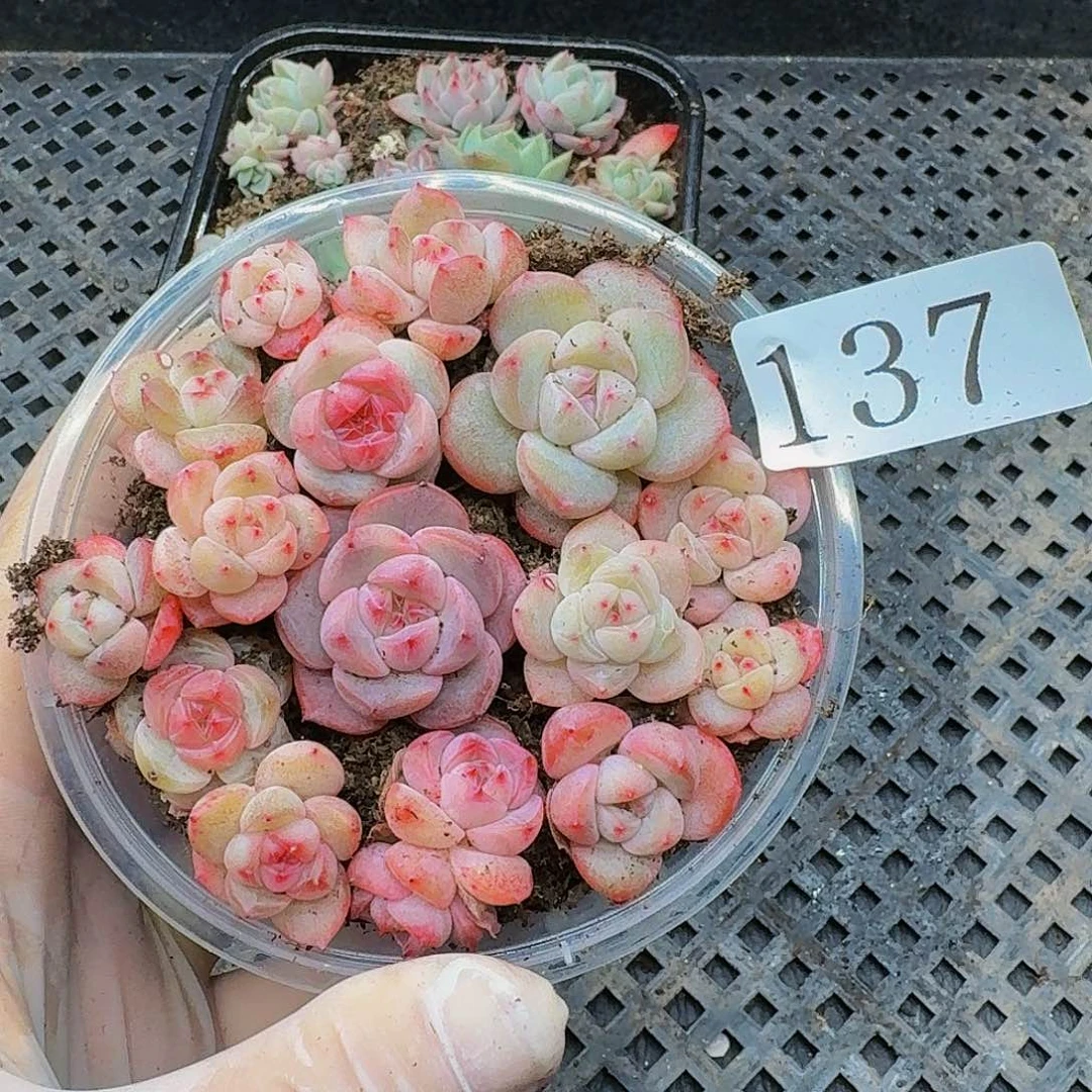 多肉植物多肉植物137