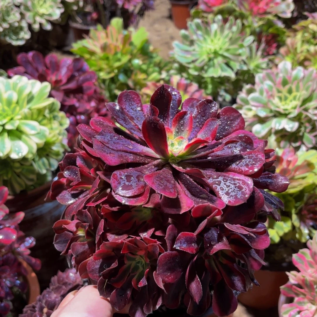 美杜莎法师9.9多肉植物