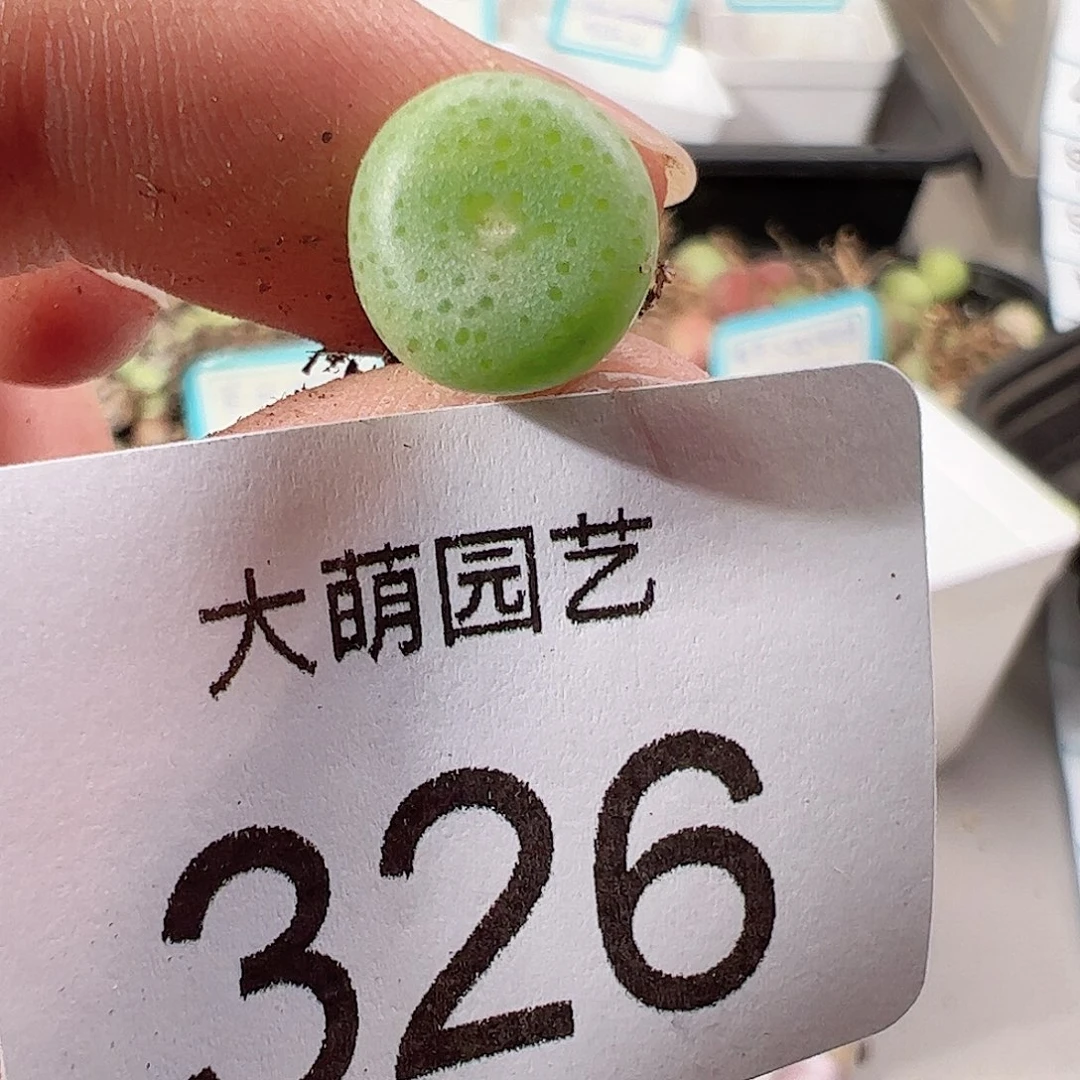 0000326 SB1197史莱克一物一拍……