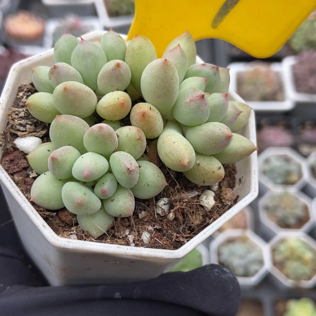 947萤火虫多肉植物