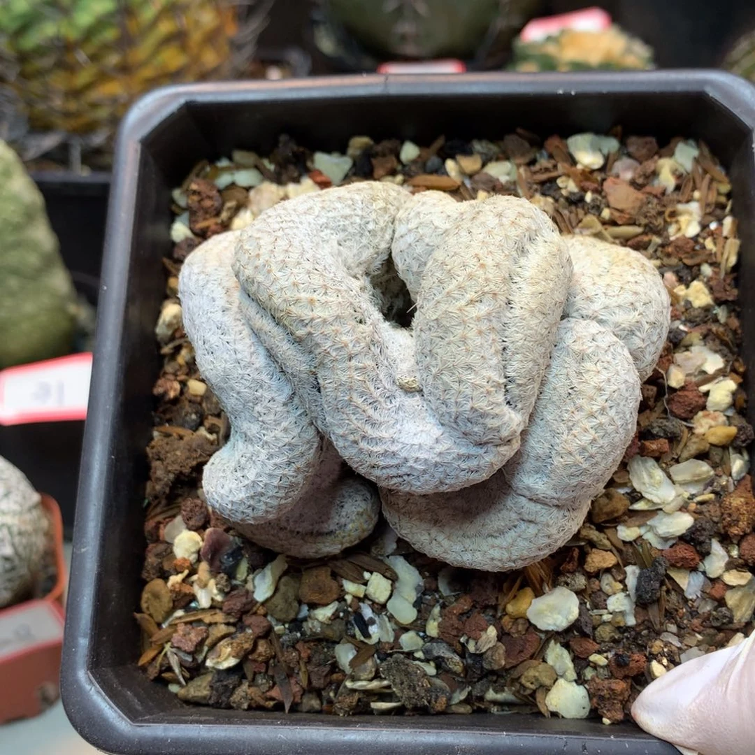 38号 自根白鸟缀7.8公分