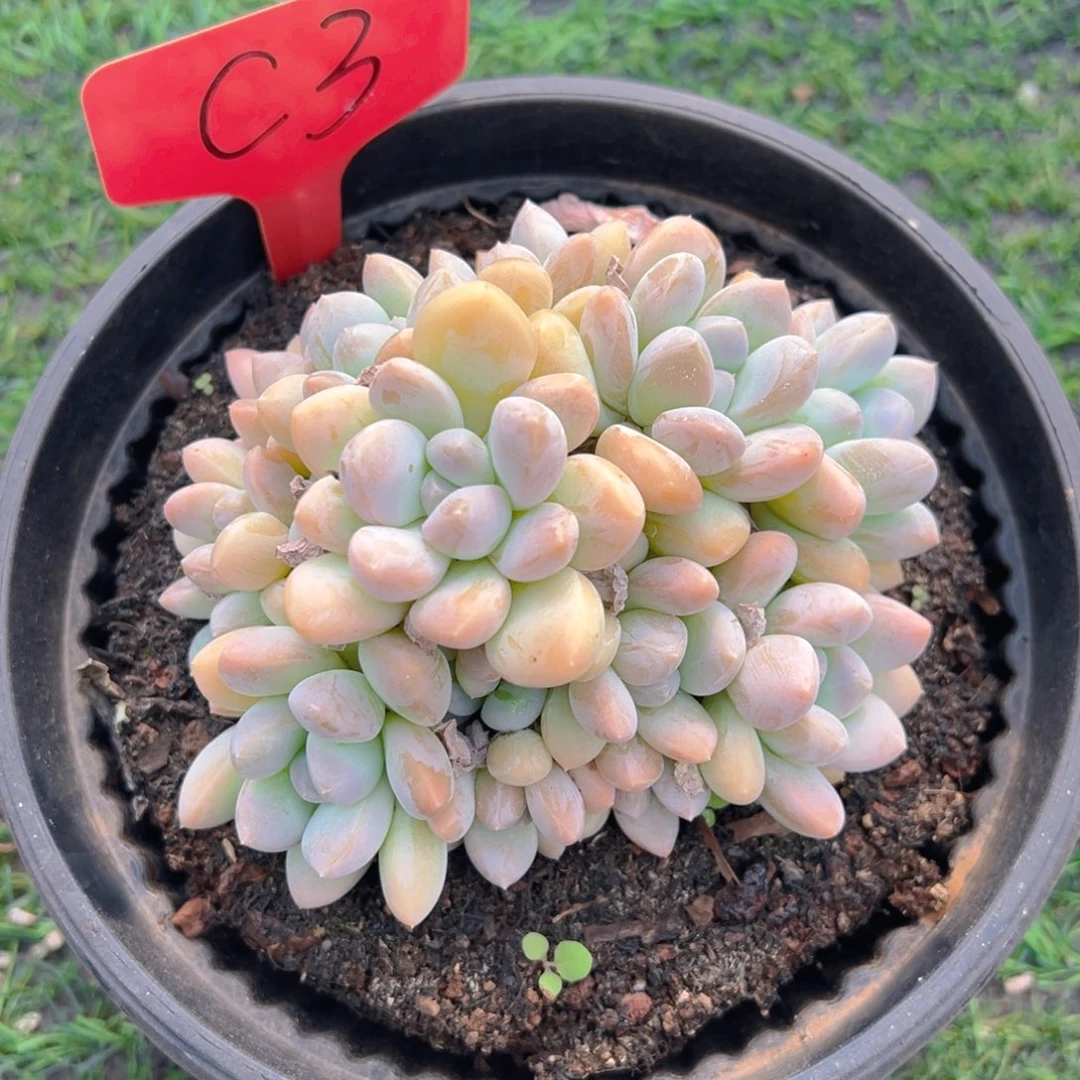 福利来啦打脸了啊我