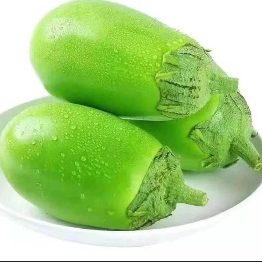 河南特产农家自种蔬菜现摘现发新鲜茄子当季露地绿色青茄子