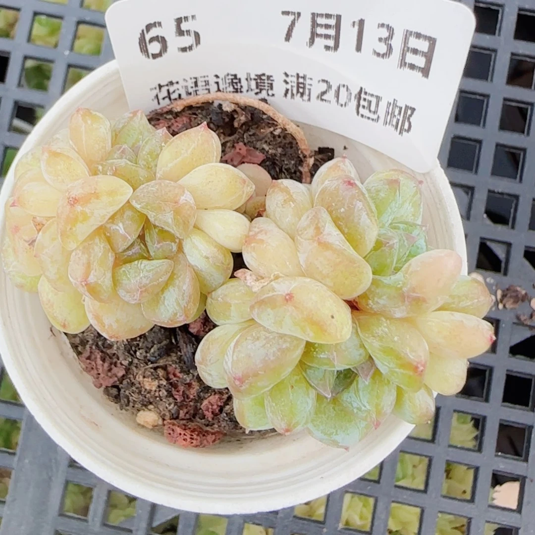 库****花语逸镜0713-65糖心