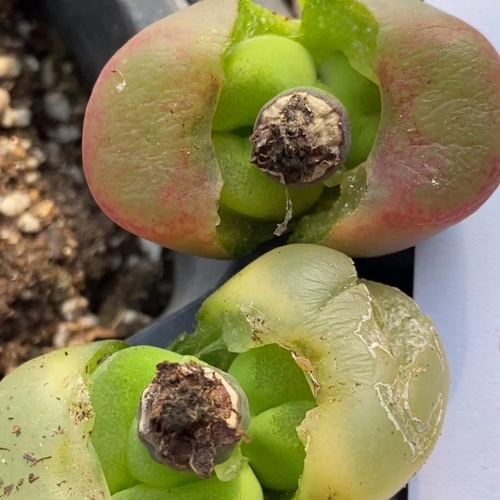 646两颗一组一组