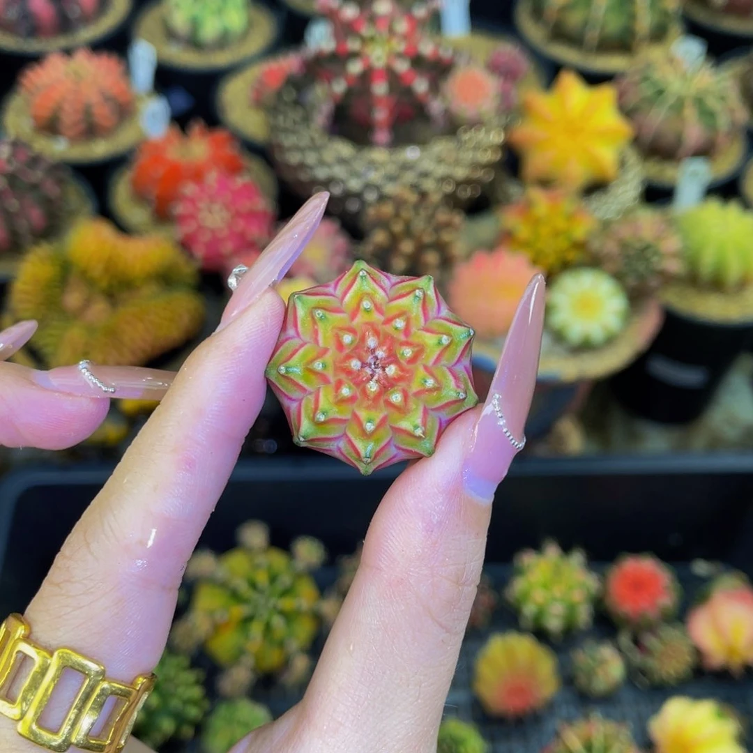 梦想轮回00000000000111