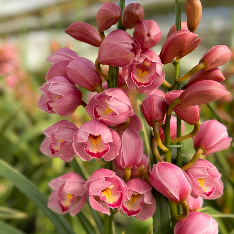 【媛玲花卉-福娘】粉色落地款蕙兰 （新手小白勿拍）云南基地直发