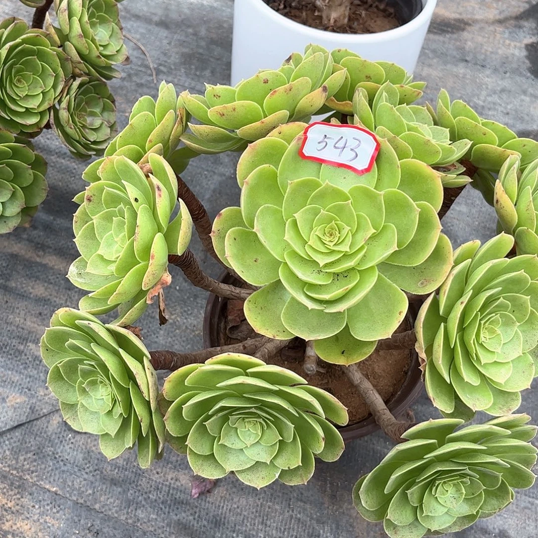 多肉植物543号多肉植物