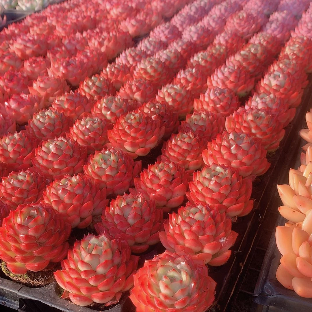 粉色诱惑3颗000000000000000