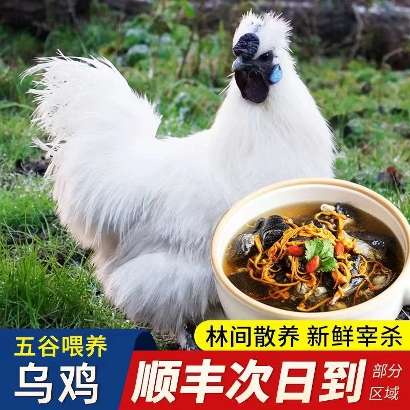 【拍3送1】放养土乌鸡新鲜宰杀急冻锁鲜净膛