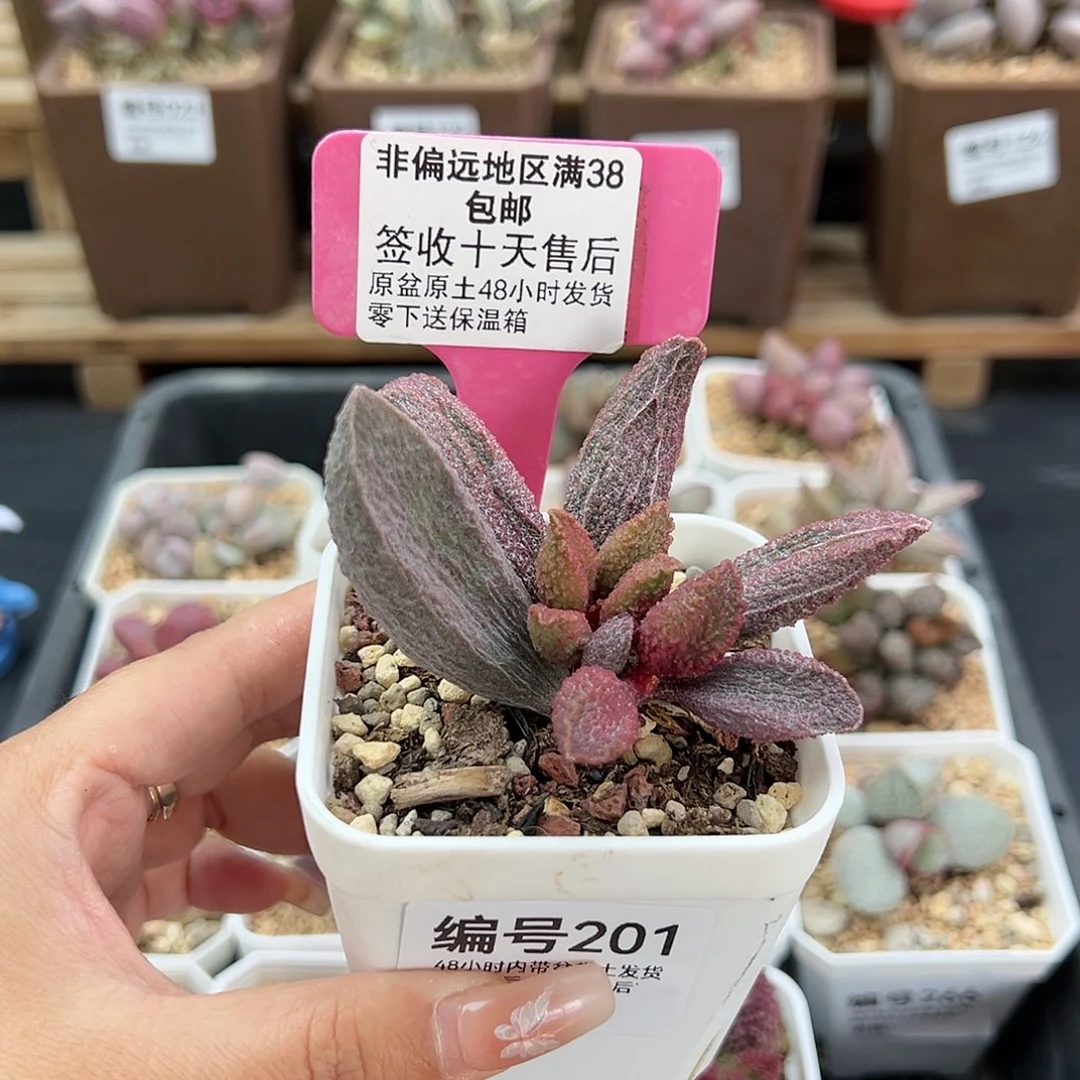 201猪舌多肉植物