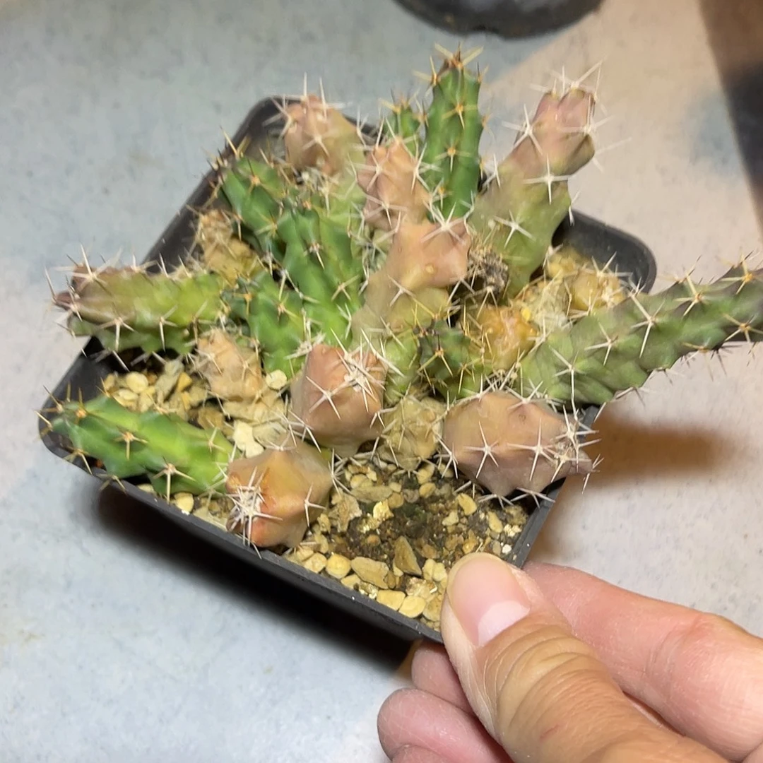 美花角仙人柱一物一拍
