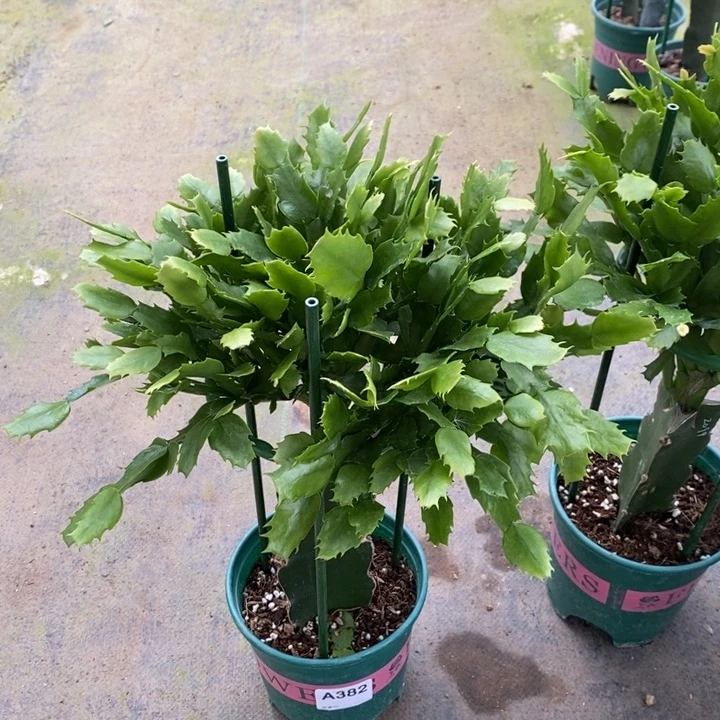 当前无花栽培后可以开花382嫁接2099