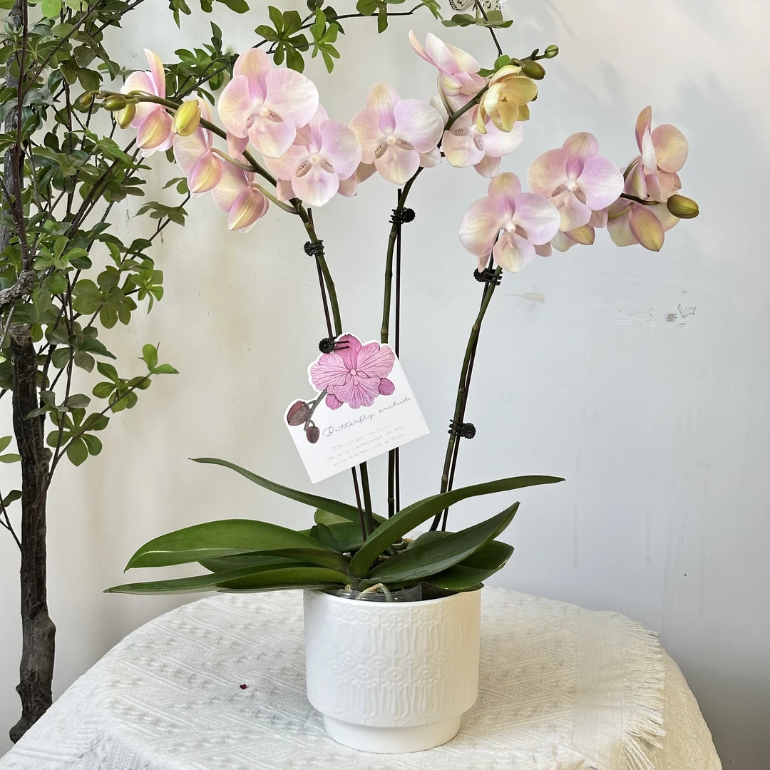 【威尼斯】蝴蝶兰鲜花精致组盆 开花株 室内绿植 养兰基地直发