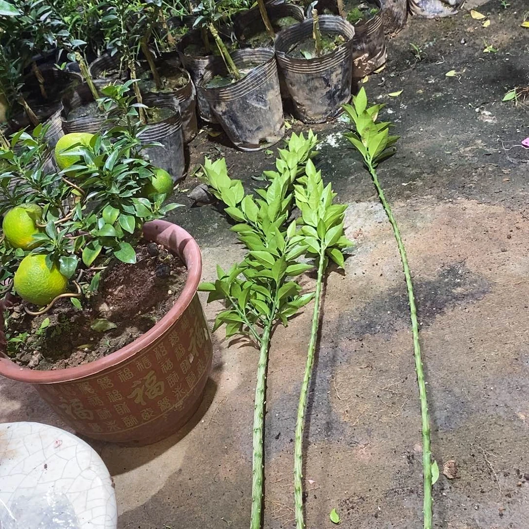 珍***工无花朵小高298房间八