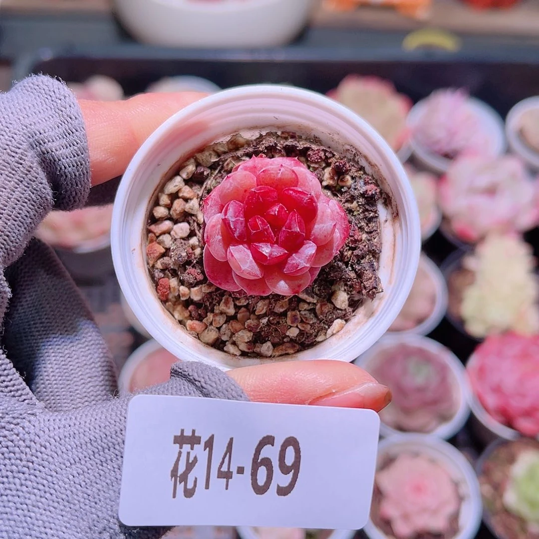 花14-69新品单头