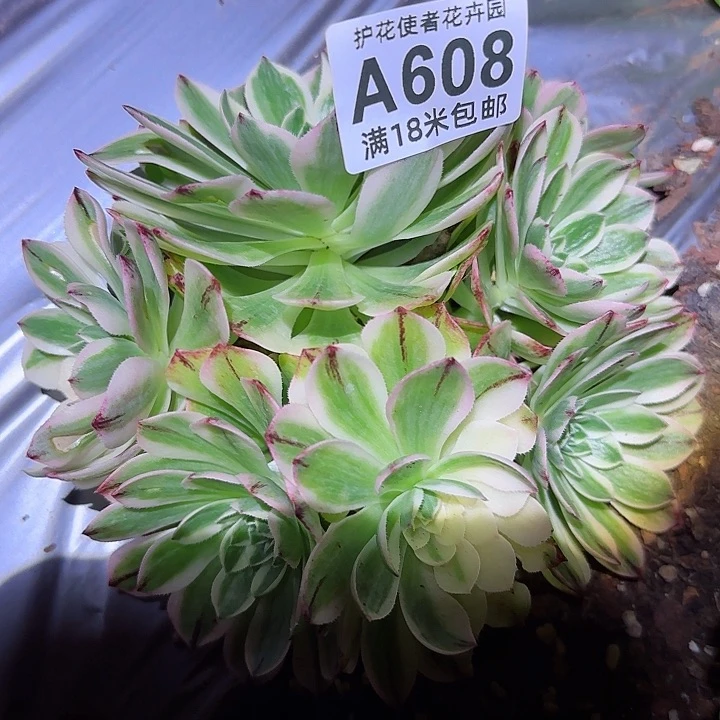 多肉法师伊丽莎白