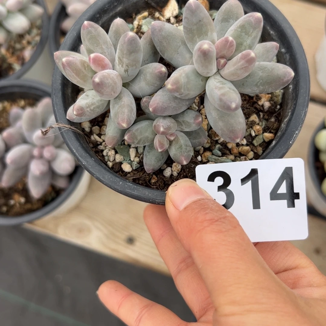 ****蒿314 多肉植物组合盆栽