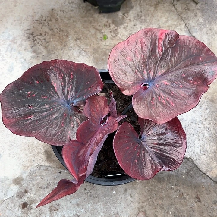 847-0207彩叶芋广东现货